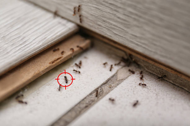 Best Best Pest Control Companies  in Watertown, NY