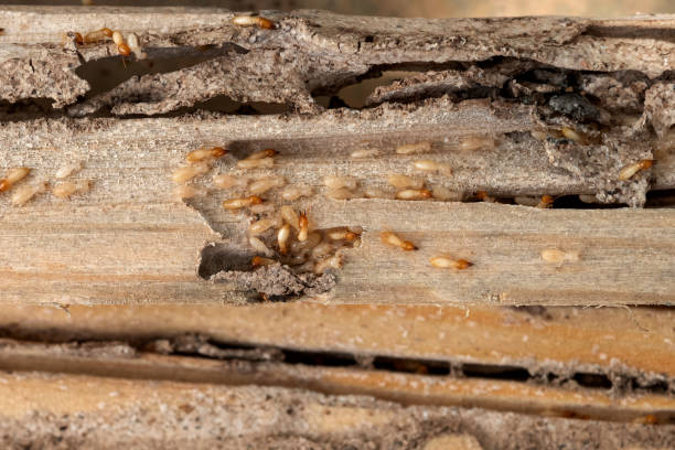 Spider Control Near Me in Watertown, NY